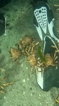 Aussie diver crab-tivates these sea creatures