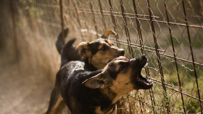 Gympie resident are being urged to steer clear of the popular Mary River to Rail Trail as authorities hunt two dangerous dogs believed to been involved in a series of attacks on Friday. Photo: iStock