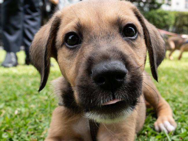 SYDNEY, AUSTRALIA - NewsWire Photos October 22, 2020: Ivan, an 8 week old rescue puppy (believed to be a Kelpie) at a press conference announcing a crackdown on illegal puppy factories, NSW Parliament, Sydney Picture: NCA NewsWire / James Gourley