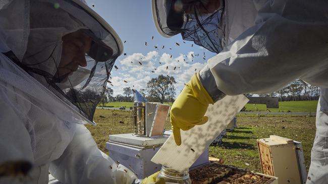Chemical and labour costs could set producers back thousands of dollars if hives become infected with varroa mite, according to industry experts. PICTURE: Nick Cubbin