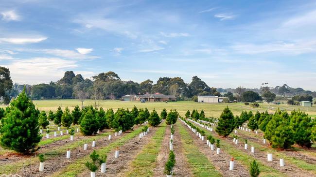 Christmas trees will continue to be sold from the site next Christmas.