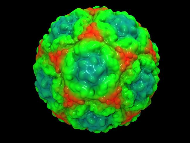 The rhinovirus which causes the common cold. The answer to its cure lies somewhere in there.