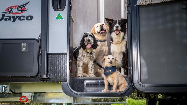 Dogs are welcome guests at the Victorian Caravan, Camping and Touring Supershow. Picture: Jake Nowakowski