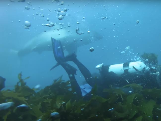 Two divers Andy Nelson and Tim Ryan had a lucky encounter with a 4m great white shark in Safety Bay, about 55km south of Perth.