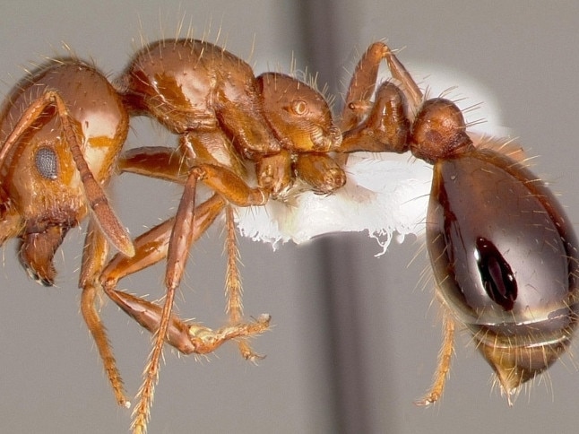 Fight to keep deadly ants out of NSW sees businesses fined