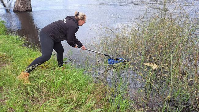 Volunteers relocating Murray crayfish from the Murray River. Photo: Ozfish Unlimited