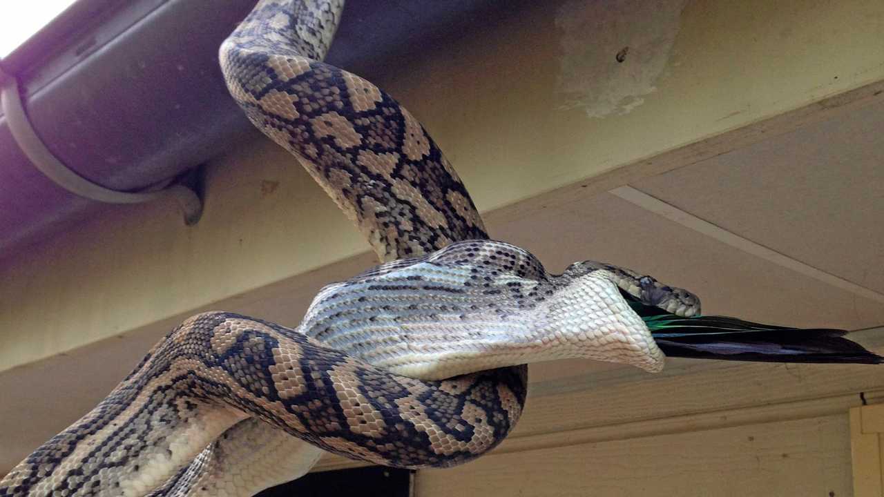 Cairns news: Woman finds snake and two rats inside toilet bowl early morning