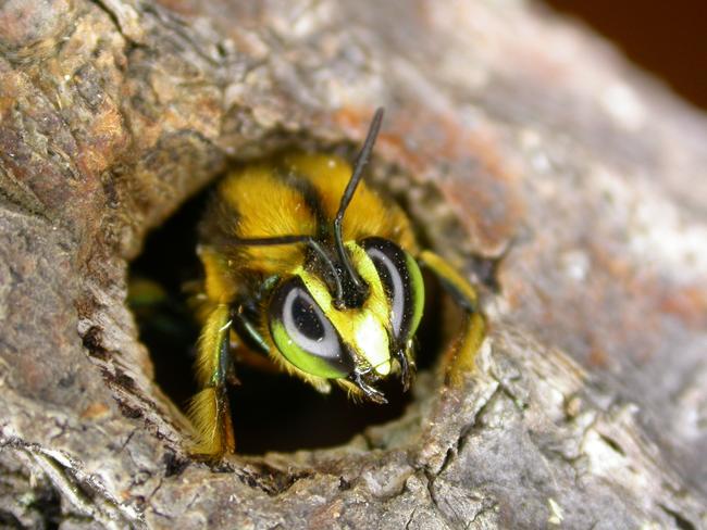 The endangered native green carpenter bee nests in soft wood like Banksia trunks, which have burnt in the bushfires. The SA Museum is involved in setting out artificial nesting sites in balsa wood (Photo: Remko Leijs).