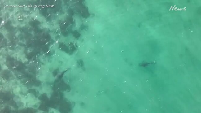 Dolphin attacked by Sharks off Sydney Shelly Beach