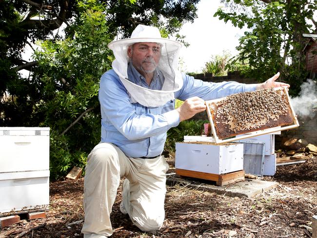 Northern Beaches Beekeepers Paul Hoskinson bees Manly Vale | Daily ...