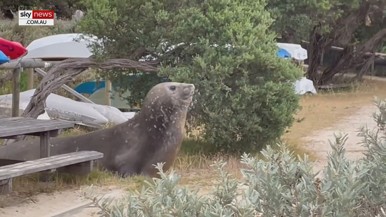 Enormous southern elephant seal spotted along Victoria's coastline