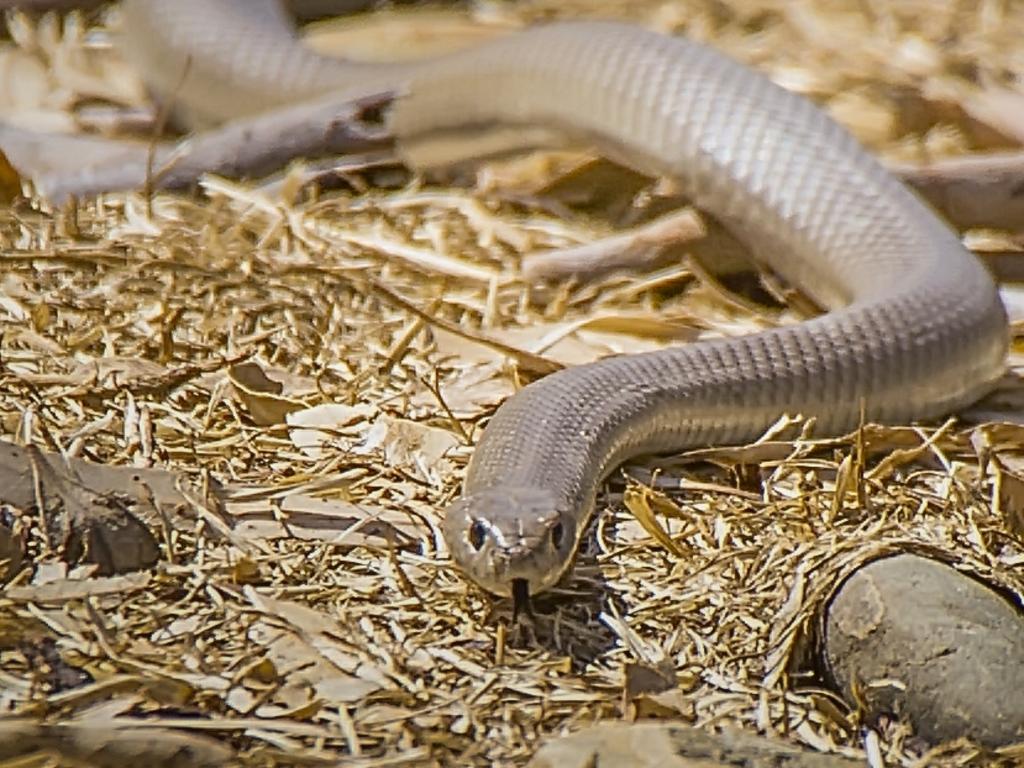 The eastern brown snake sent hundreds to hospital. Picture: Rene Martens