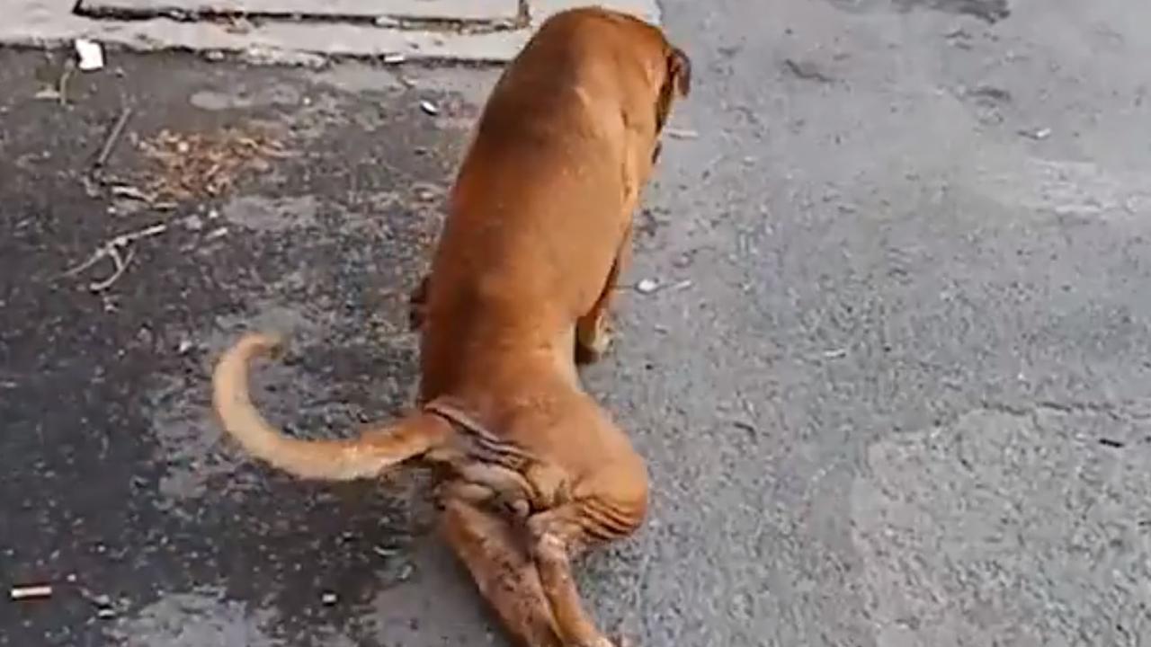 Sex of dog in Bangkok