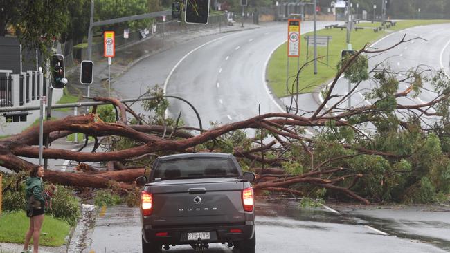 A tree blocks Currumburra Rd in Ashmore during Cyclone Alfred. Picture: Glenn Hampson.