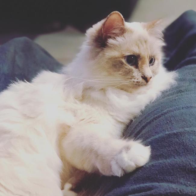 A spoilt kitty. International Cat Day. Reader pet photos. Picture: Kristy Garbutt