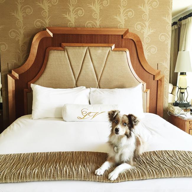 Lola the Mini Aussie ... “Just checked in for a little getaway in San Diego @PreferredHotels @lavalenciahotel #ThePreferredLife .” Picture: Instagram