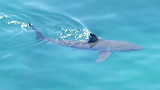 A 2.5m great white shark off of Shoalhaven in January 2017. Source: Twitter