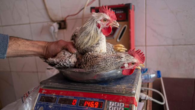 A vendor weighs live chicken at a shop in Cairo on March 17. Soaring bread prices sparked by Russia's invasion of Ukraine have bitten into the purchasing power of consumers in Egypt, a leading importer of wheat from the former Soviet states. Picture: AFP