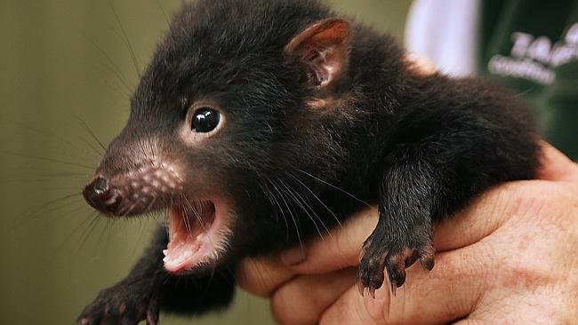 Healthy joey a boost for Tasmanian devils’ future | Daily Telegraph