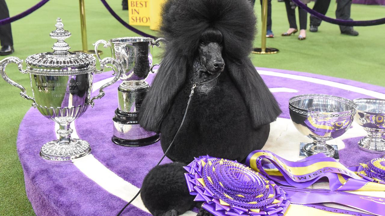 Siba sits on the winner’s circle after winning Best in Show during the annual Westminster Kennel Club dog show on February 11, 2020 in New York City, US. Picture: Getty Images