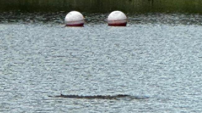 ‘Looked like a croc’: Spooky sighting at popular swimming spot