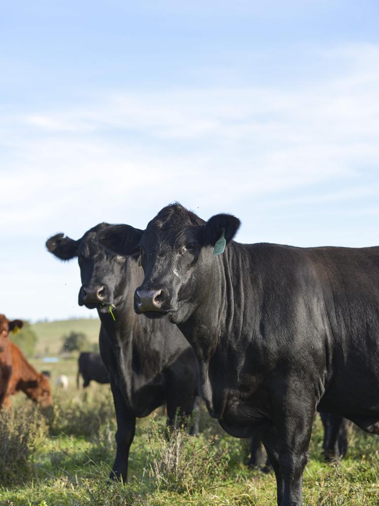 Beef cattle being cross-grazed on Mundarlo. Picture: Dannika Bonser