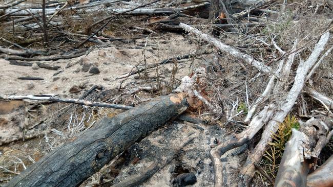 A bushwalker found a burnt Tasmanian devil in the Central Highlands. Believed to be burned because of burning and logging activities. Pic via Bob Brown Foundation.