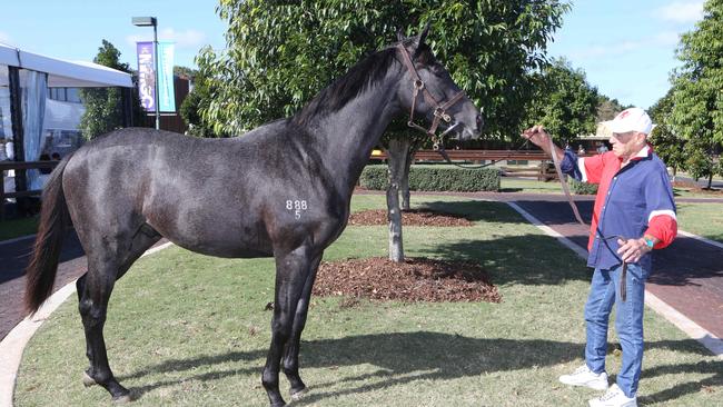 Handler Rob Fizsimmons with Lot 2225 a Dalakhani Colt, at the Magic Millions National Sales. Picture Glenn Hampson