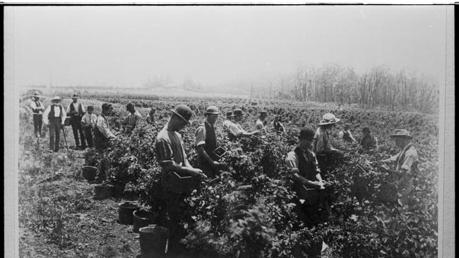 Men picking raspberries at W.H. Sebires &amp; Sons, Wandin circa 1880. Credit: Lilydale Historical Society.