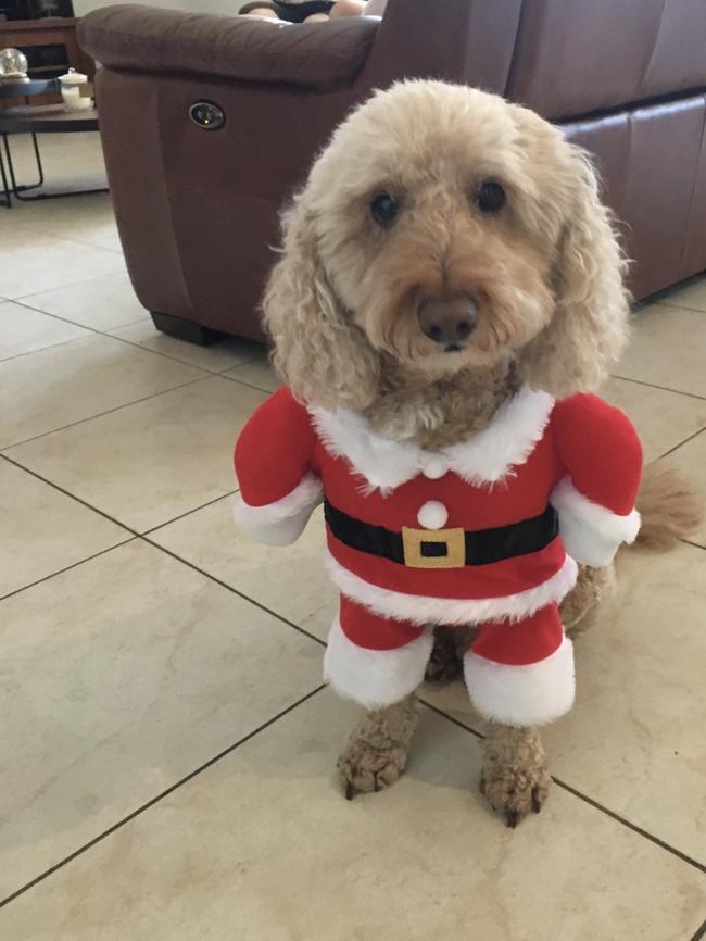 Milo, a spoodle from Pascoe Vale. Picture: Samantha Merlo