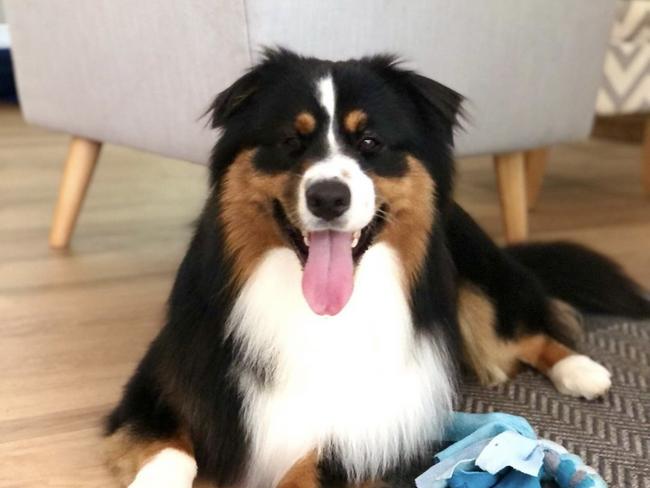 EMBARGOED FOR DT - "NSW's CUTEST DOGS". Max the 2 year old Australian Shepherd from Lauren Melville / jlm7581@gmail.com / 0404018860.  Supplied