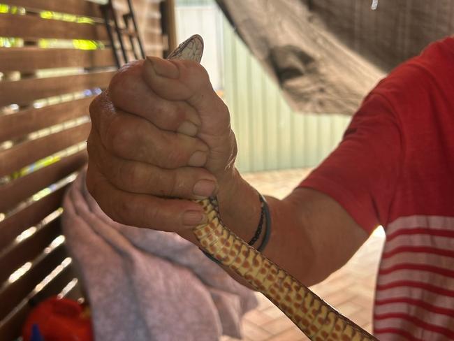 A woman was bitten on the hand by an eastern brown snake after attempting to catch it.