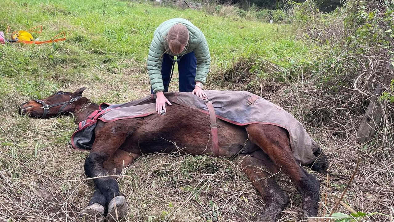 ‘So happy’: Mud-stuck elderly horse saved by heroes