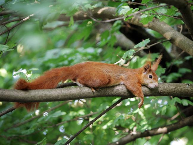 A sipping beer and ransacking the club the squirrel (not pictured0 probably needed to sleep it off. Picture: Fredrik von Erichsen / dpa via AP