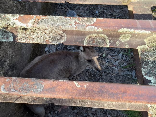 Wildlife rescuer Kylie Hibberd found this kangaroo from a cattle grid on November, days later it was found dead in a second cattle grid, up the road (Photo: Kangaroo Kaper Wildlife Sanctuary)