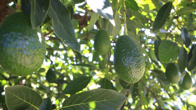 Seed­-grown avocadoes may never fruit or may take many years. Picture: Megan Slade.