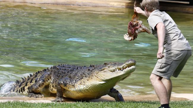 Crocodiles are dangerous animals but are protected under Queensland law. Picture: NCA NewsWire/Tertius Pickard