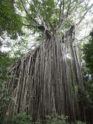 Giant Curtain Fig Tree Cairns | www.cintronbeveragegroup.com