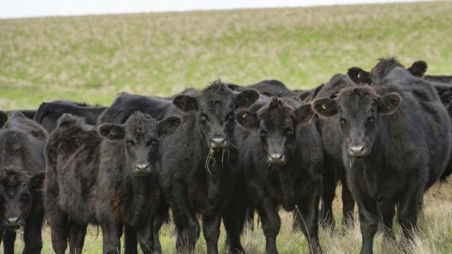 Cattle Australia is asking for a balanced approach to the government’s plan.