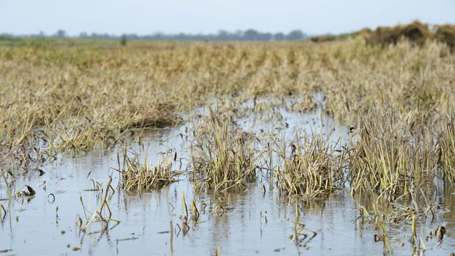 Flooded crops in the Loddon area. Picture: Zoe Phillips