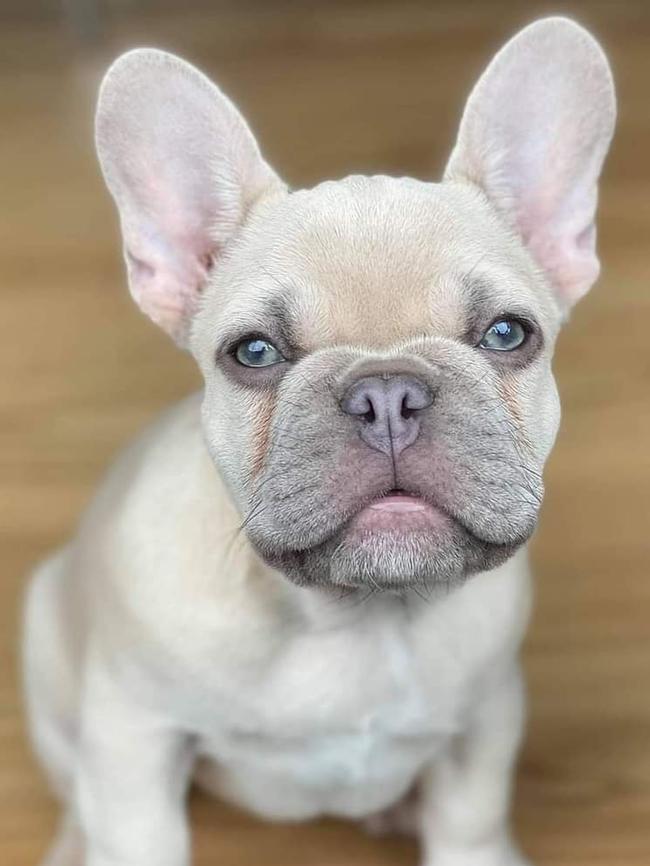 Minnesota the lilac fawn french bulldog, sent in by Matt Gardiner, Modbury.
