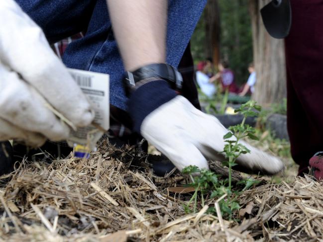 Community urged to join council-led tree planting day