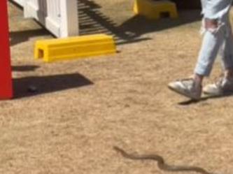 A Brown Snake seen at Grange Golf Course during LIV golf . Picture: Golf Gods / Instagram