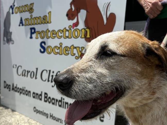 Wolfhound x Debbie is seeking a new family and is up for adoption at the YAPS smithfield facility. Photo: Dylan Nicholson