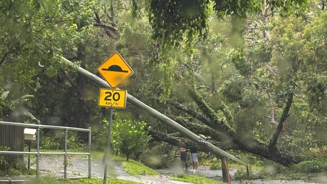 Cyclone Alfred - huge trees down at Muir Street, Labrador, as residents inspect debris.