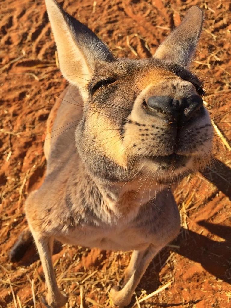 A big kiss for you from Indi. Picture: <a href="https://www.instagram.com/thekangaroosanctuary/" target="_blank">@thekangaroosanctuary/Instagram</a>