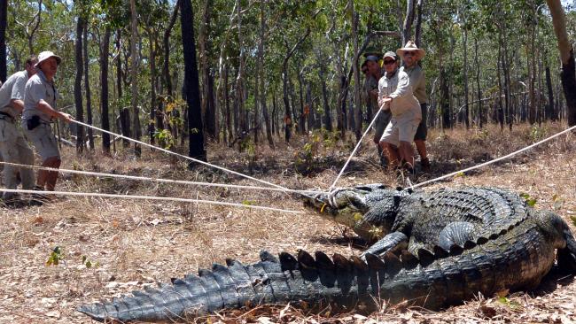 Aussie Naturals Floppie Crocodile