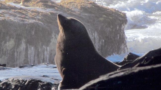 A long-nosed fur seal on the south coast of Kangaroo Island. Picture: SA Museum.