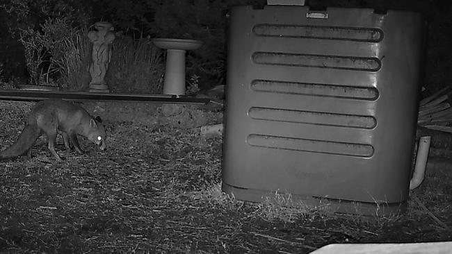 The cheeky fox makes itself at home.