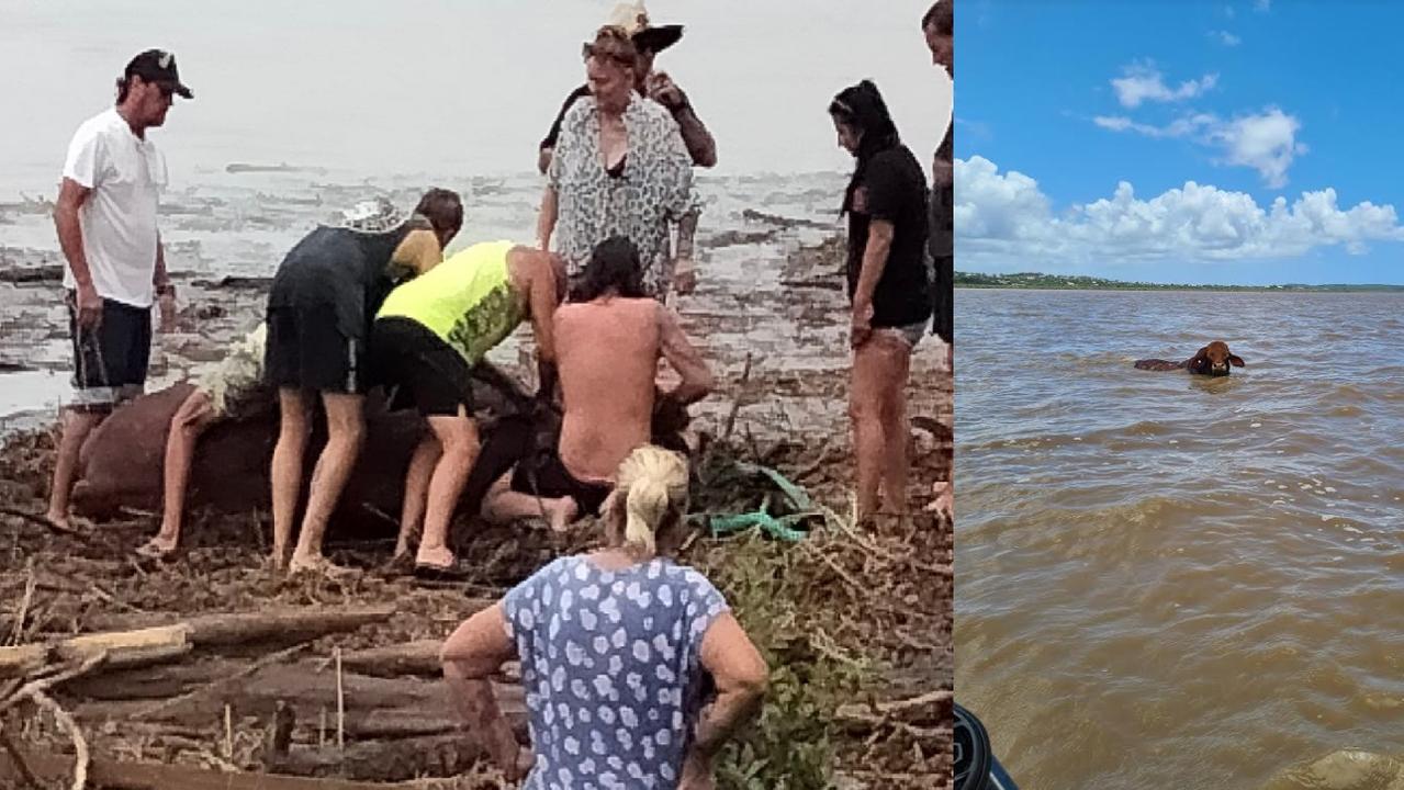 Rescuers try to help Benjamin the Bull at River Heads.